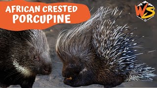 Quill Chronicles Unmasking the Mysteries of African Crested Porcupines [upl. by Ebaj351]