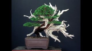 Juniperus phoenicea first step by Stefano Frisoni  bonsai [upl. by Anirehc411]