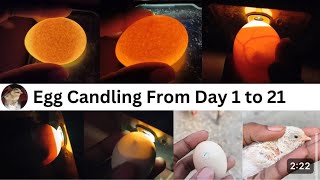 Egg candling from day 5to 25 minivlog 💯 [upl. by Tannenbaum]