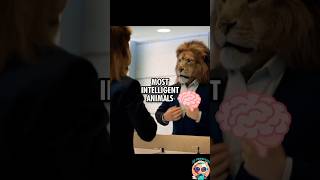 top 10 smartest animal [upl. by Yoong349]