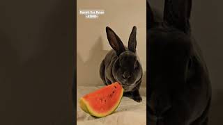 Rabbit Eat Relax ASMR rabbitasmr rabbits rabbiteating cute [upl. by Tommy883]