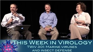 TWiV 301 Marine viruses and insect defense [upl. by Amelus]