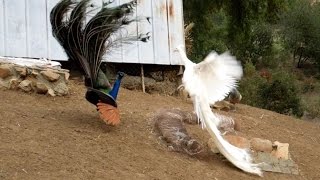 Leucistic VS Wild Type Indian Peacock Joust [upl. by Aevin600]