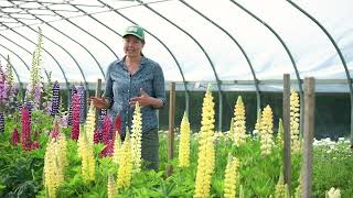 Overwintering Lupines at the Johnnys Research Farm [upl. by Suirad]