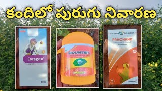 కందిలో పురుగు నివారణ  coragen insecticide  counter insecticide  prachand insecticide [upl. by Gut]