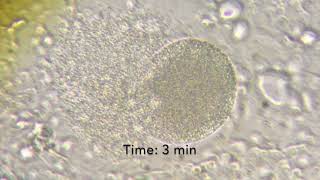 P vivax Merosome Release in Micropatterned Primary Human Hepatocyte Cocultures MPCCs [upl. by Lorianna]