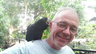 Friendly Redtailed black cockatoo at the Wildlife Habitat Port Douglas [upl. by Rodgers]