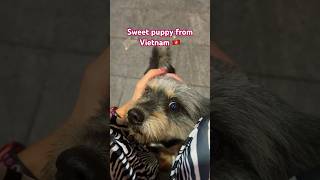 puppy trending travelvlog travel vacation asia vietnam dog doglover nhatrang pets shorts [upl. by Ttenaej]