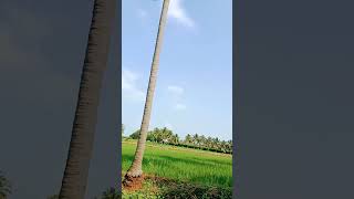 nature beautiful myfirstvloginvillage myfirstvloginmyvillage scenery sunset bablu [upl. by Morton]