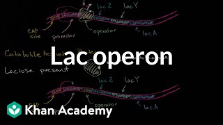 Lac operon [upl. by Gio73]