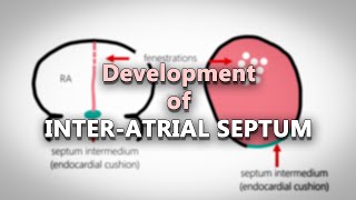 Interatrial septum development  Embryology made easy [upl. by Meredithe]