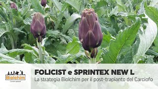 Folicist e Sprintex New L nel posttrapianto del Carciofo [upl. by Bogie]