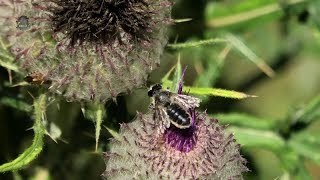 MEGACHILE MaritimeFemelle et MâleMegachile maritima  BRUITX [upl. by Nisay521]