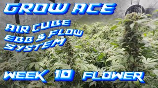 GROW ACE AIR CUBE EBB amp FLOW SYSTEM WEEK 10 FLOWER  SPIDER FARMER SE5000 LED GROW LIGHT  4x4 TENT [upl. by Eikcir647]