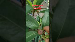 Sapodillasabedahandpollination ytubeshorts garden gardening subscribe likecomment [upl. by Aihsenod715]