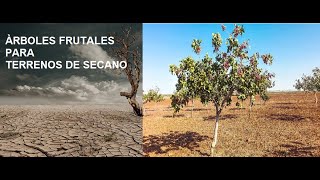 Àrboles Frutales para Terrenos de Secano [upl. by Yelhs255]