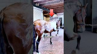 MINDBLOWING Horse Sweat Secrets You Never Knew [upl. by Ainalem58]