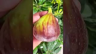 Immersive flower fruit fruits fast growth plan trendy life growth starless flower fig planting [upl. by Eednus]