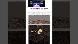 tradingshorts science A plant growth timelapseviralreels viralshort plantcycle [upl. by Wane]