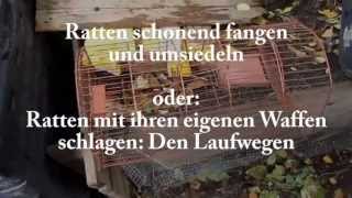 Ratten lebend fangen  SuperspezialTrick [upl. by Irahs317]