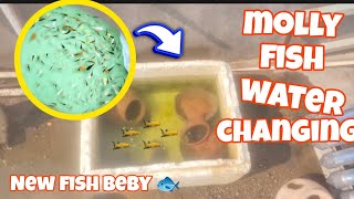 Aaj hamari molly fish ne beby de diya 💖 or 🥳molly fish pond ka water change kar diya vlog [upl. by Felic580]