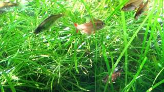 White Fin Tetras [upl. by Nedloh815]