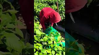 fresh big chillies harvesting  agriculture farming satisfying short [upl. by Geof]