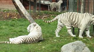 Casper The White Lion With His Shishangaan Brothershortsvideos shortsvideoviralkaisekare [upl. by Incrocci471]