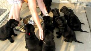 Ten Lab Puppies Sit and Wait for Food [upl. by Sulakcin]