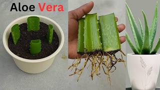 How to propagate aloe vera tree from leaf cuttings quotquot Grow ALOE VERAquotquot [upl. by Aldos806]