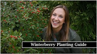 Winterberry Planting Guide  Planting Berry Poppins® Winterberry Holly  Northlawn Flower Farm [upl. by Maura]