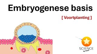 Embryologie Van bevruchting tot innesteling dag 1  10  Voortplanting [upl. by Anawahs335]