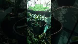 Gardening Sapling reels plants reels music love edm reels plants travel [upl. by Reece355]