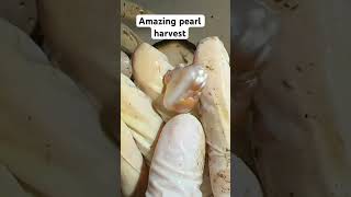 Pearl jewelry harvest viralvideo pearl shorts shortvideo trending ytshorts yt viralshorts [upl. by Nailij]