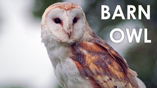 What does a Barn Owl sound like [upl. by Jordana]