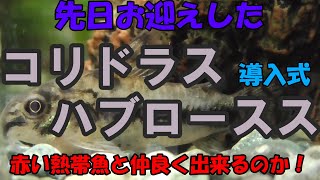 【熱帯魚飼育】コリドラス ハブロースス導入式 [upl. by Blockus]