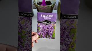 How to Cold Stratify Lavender Seeds [upl. by Illac]