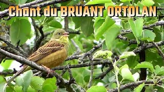 Chant du BRUANT ORTOLAN Emberiza hortulana [upl. by Abbe789]