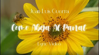 Juan Luis Guerra 440  Como Abeja Al Panal Lyric Video [upl. by Cerveny]