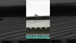 Pest Birds on a Dairy Farm airgunhunting airgunning [upl. by Akemhs]