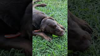 Chocolate Lab ASMR Chewing Ball Relaxing Sounds No Talking [upl. by Carli]