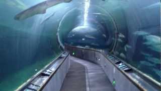 Shark Tunnel at Aquarium of the Bay in San Francisco [upl. by Yerxa]