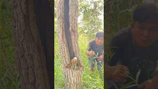 A man walks in the forest and catches a parrot part1parrottalking [upl. by Peper304]