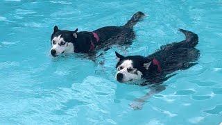 Haciendo el HUSKY en la piscina  Max Bombón y el cachorro Balto [upl. by Firehs]