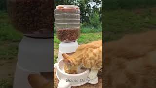 🐾 Smart Cat Feeder HassleFree Mealtime for Your Furry Friend 🐱 Link in the Pin Comment  shorts [upl. by Eittap]