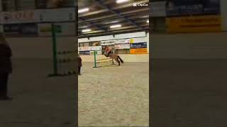 90cm  horse equestrain horseenthusiast horsefan greenscreen equestrianlove horselover [upl. by Ailisec18]