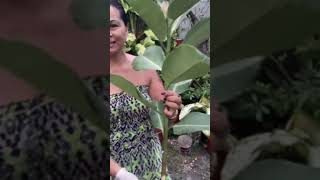 Propagating Variegated rubber tree florgenargue viral views florgardengoddess shorts gardening [upl. by Lothar216]