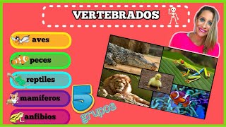 Los 5 Grupos de Animales VERTEBRADOS para NIÑOS [upl. by Jerroll]