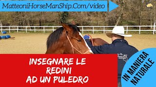 Insegnare il corretto uso delle redini ad un puledro prima di montare [upl. by Granthem]