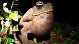 MarineCane Toad calling in Costa Rica [upl. by Amalita]